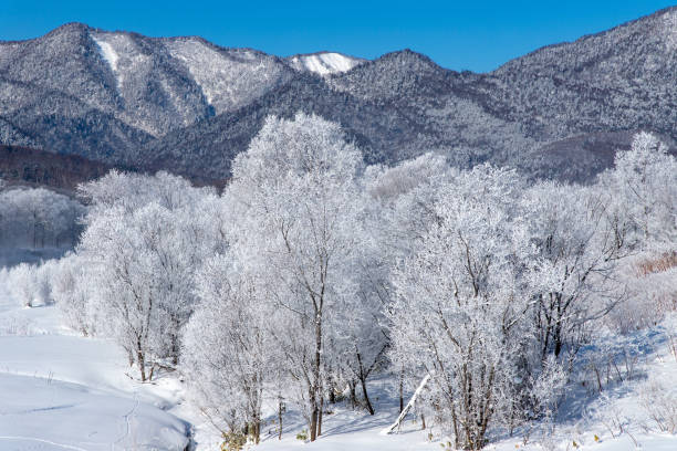 istock Rime on trees in Furano, Hokkaido 1293756104