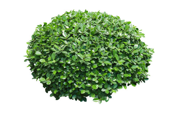 istock green bush isolated on white background. 1293756835