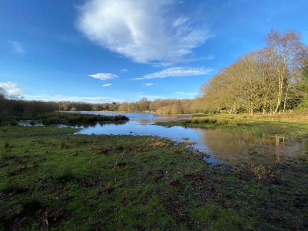 istock A view of Brown Moss nature Reserve 1293759233