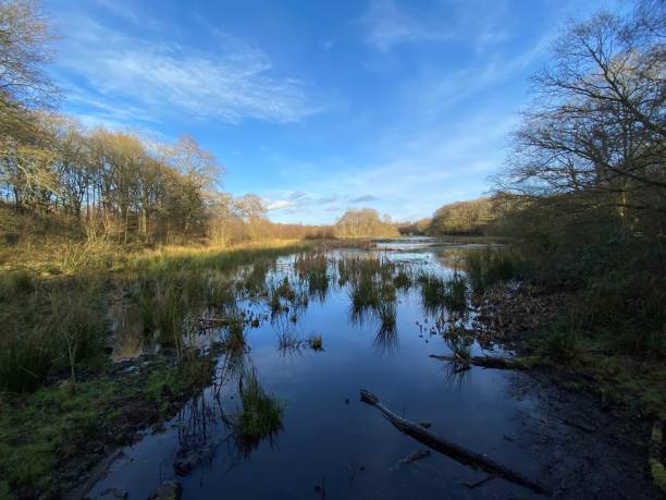 istock A view of Brown Moss nature Reserve 1293759263