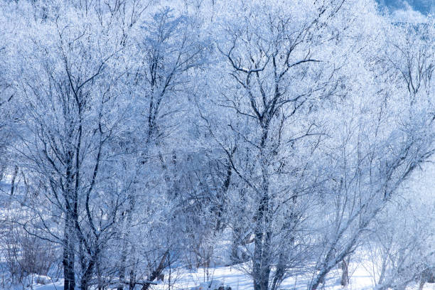 istock Rime on trees in Furano, Hokkaido 1293761174