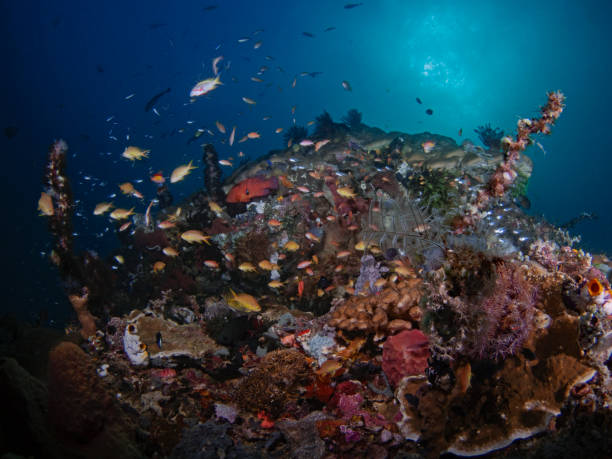 istock Tropical fish in the coral reef 1293761177