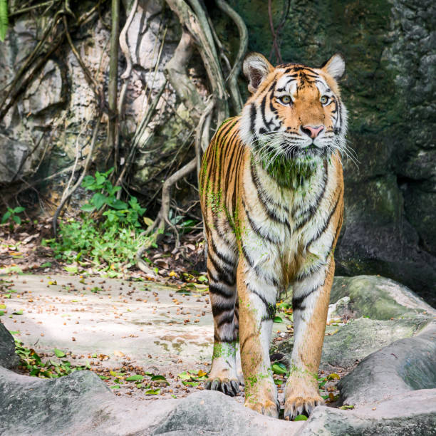 istock Photos of tiger naturally. 1293762475