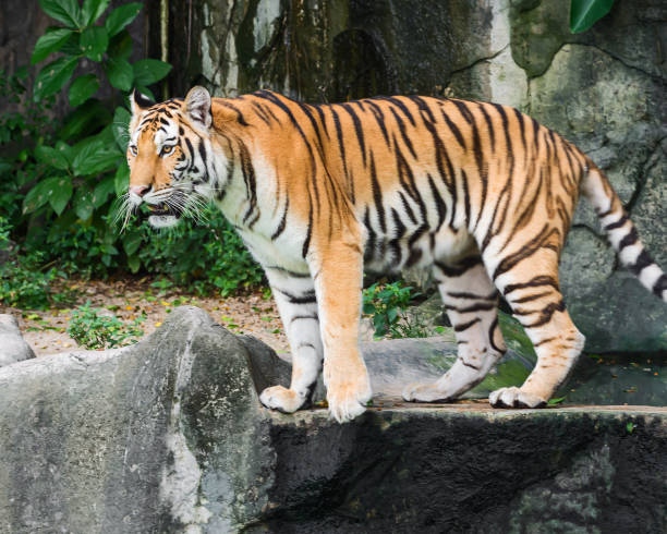 istock Photos of tiger naturally. 1293762483