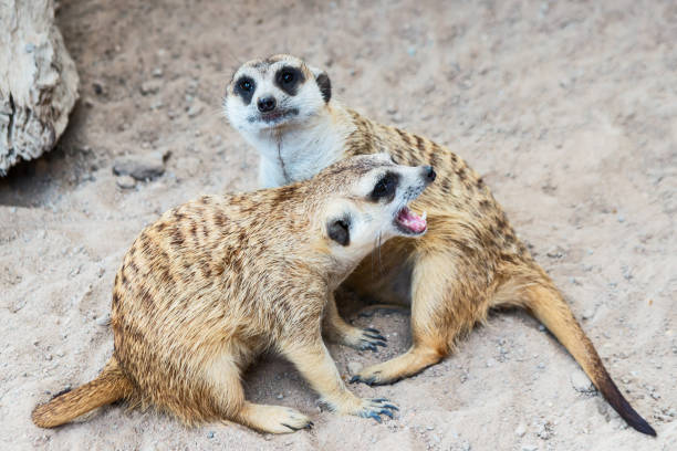 istock Meerkat surveillance dangerous. 1293762485