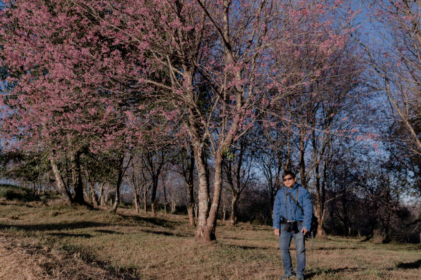 istock man in pink wild himalayan cherry blossom park 1293762600