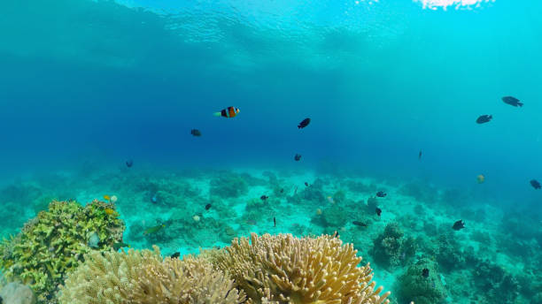 istock Coral reef and tropical fish underwater. Philippines 1293762684