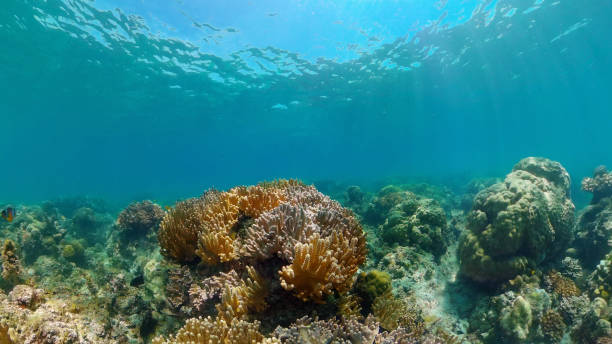 istock Coral reef and tropical fish underwater. Philippines 1293762699