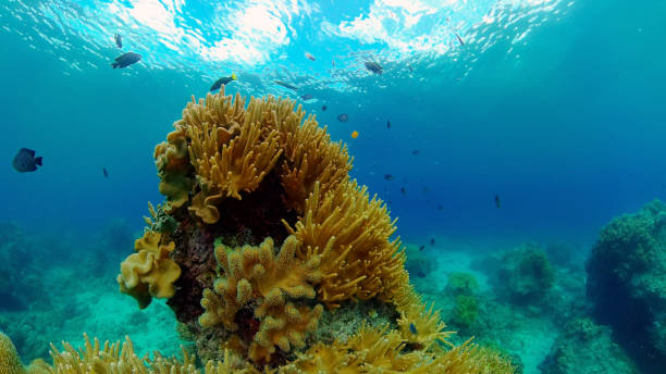 istock Coral reef and tropical fish. Philippines 1293762734
