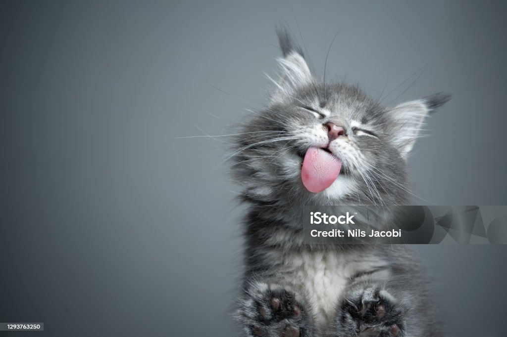 cute kitten licking glass table with copy space bottom view of a cute blue tabby maine coon kitten licking glass table on gray background with copy space Domestic Cat Stock Photo