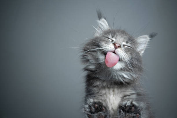 cute kitten licking glass table with copy space bottom view of a cute blue tabby maine coon kitten licking glass table on gray background with copy space paw photos stock pictures, royalty-free photos & images