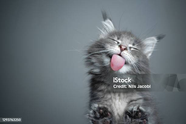 Cute Kitten Licking Glass Table With Copy Space Stock Photo - Download Image Now - Domestic Cat, Humor, Cute