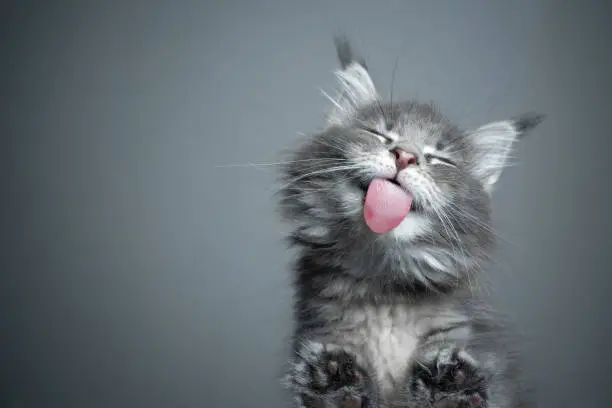 bottom view of a cute blue tabby maine coon kitten licking glass table on gray background with copy space