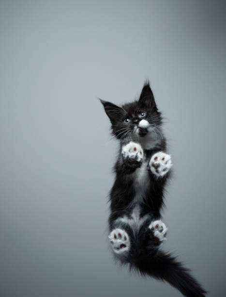 istock cute maine coon kitten bottom view standing on glass table 1293763288