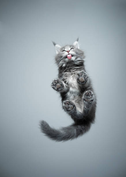 istock bottom view of cute kitten licking glass table 1293763311