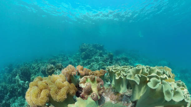 istock Coral reef and tropical fish underwater. Philippines 1293763329