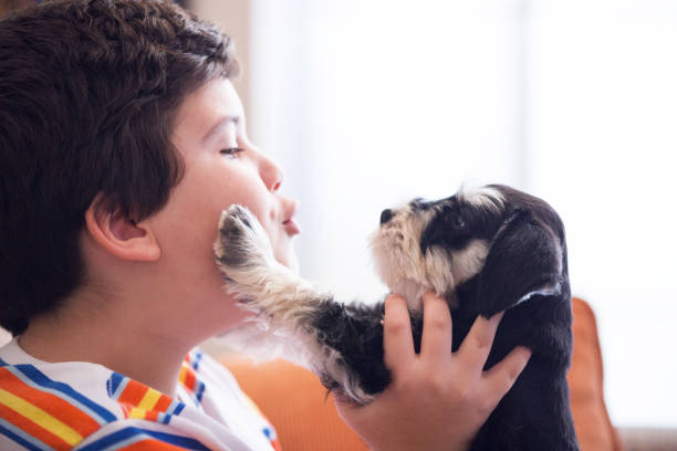 istock mini schnautzer puppy and boy 1293763492