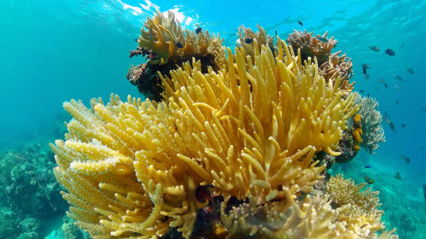 istock Coral reef and tropical fish underwater. Philippines 1293765473