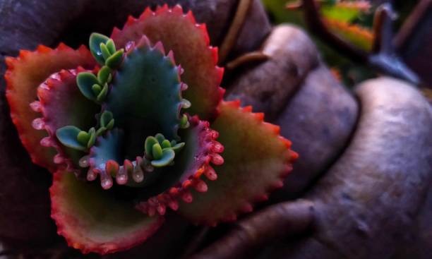 istock Beautiful kalanchoe pinnata 1293765487