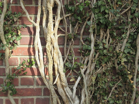 Ivy growing on a brick wall on the campus of Princeton University, New Jersey, USA.