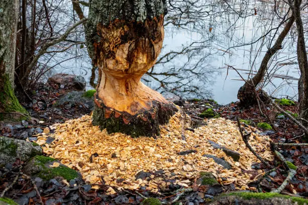 Signs of beaver activities by waters edge. Chewed tree with lots of wood chips. Horizontal composition, forest in Jarfalla near Stockholm in Sweden.