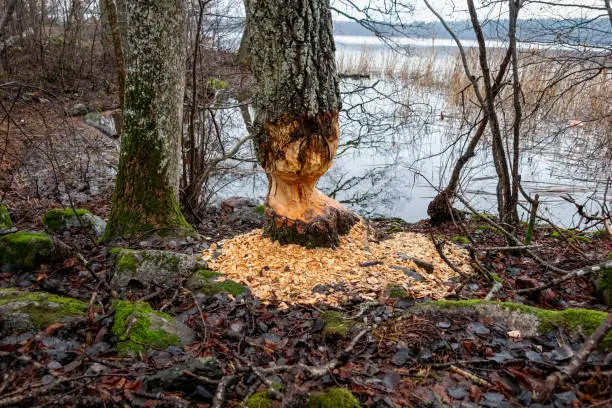 Signs of beaver activities by waters edge. Chewed tree with lots of wood chips. Horizontal composition, nature in Jarfalla in Stockholm County Sweden.