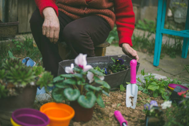 istock Senior woman working in her garden 1293767678