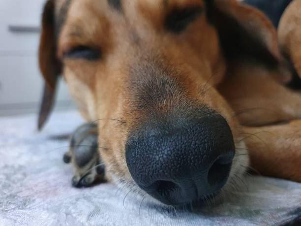 istock Puppy's nose close-up 1293768406