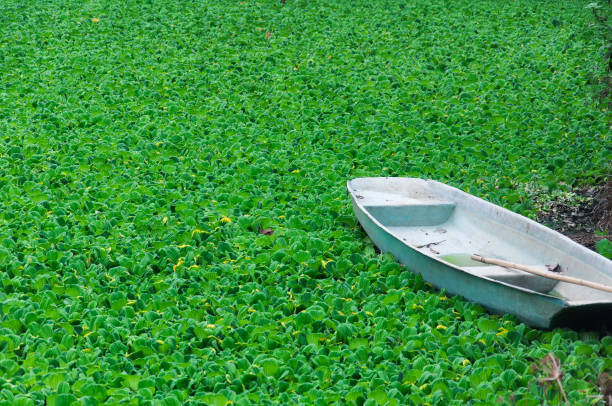 An aquatic plant water cabbage or pistia stratiotes growing in Guangzhou China in Guangdong province.