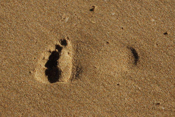 istock A lone footprint on a wet and clean beach 1293769388
