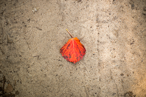 A bright leaf of a tree in autumn fell on gray sand, a red leaf on the sand