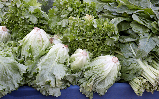 Stock photo showing close-up, elevated view of Lollo Bionda (pale green) and Lollo Rosso (red) lettuce leaves. This type of lettuce is also known as coral lettuce.