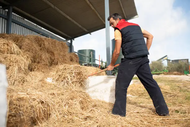 Photo of farmer with work pitchfork gathers hay and grass to feed horses and other domestic beasts