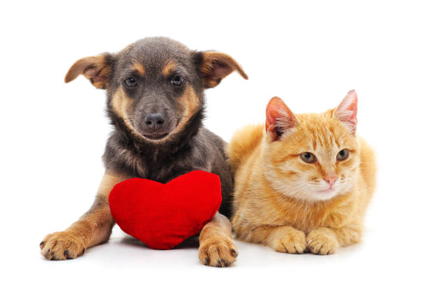 istock Cat and dog with a toy heart. 1293772631