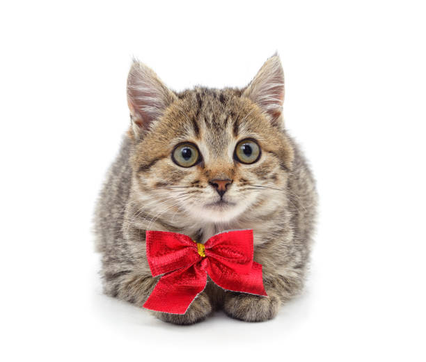 istock Little gray kitten with a red bow. 1293772758