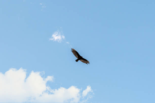 vol de jote dans le ciel bleu avec les nuages blancs - scavenging photos et images de collection