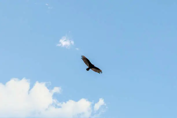 jote flying in blue sky with white clouds