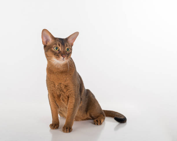 istock Abyssinian cat sitting on the white background 1293774783