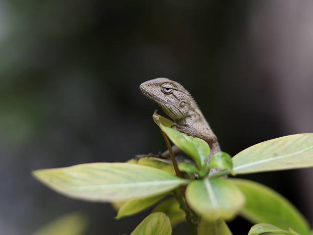 istock Side view of Chameleon sitting on nature plant 1293774789