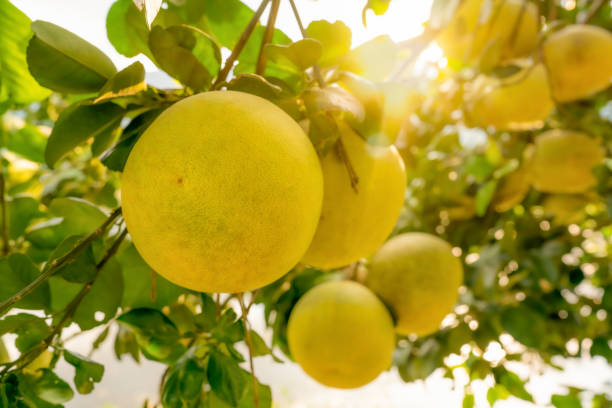 Organic grapefruit or pomelo in garden farm agriculture, tree fruits on tree plant, sweet and tasty grapefruit for sale to market, healthy and fresh for juicy organic pomelo, light and sunny to leaf stock photo