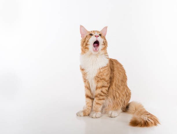 istock Curious Maine Coon Cat Sitting on the White Table with Reflection. White Background. Open Mouth 1293775252