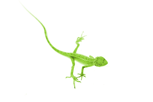 Chameleon on white background. Chameleons or chamaeleons are a distinctive and highly specialized clade of Old World lizards with 202 species described as of June 2015. These species come in a range of colors, and many species have the ability to change color.