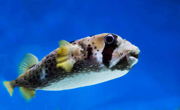 porcupinefish or balloonfish. - porcupinefish imagens e fotografias de stock