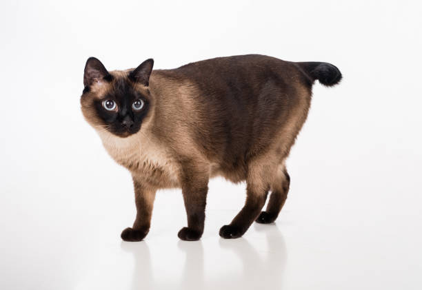 istock Siamese Cat stand on white desk and Looking Right. White background 1293775544