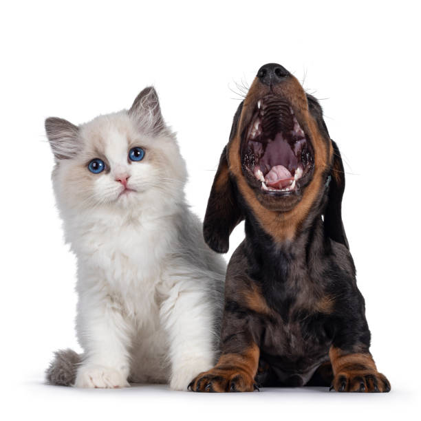 istock Ragdoll kitten and Dachshund pup on white 1293776303