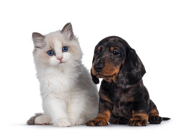 istock Ragdoll kitten and Dachshund pup on white 1293776304