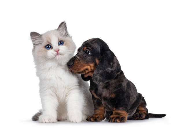 istock Ragdoll kitten and Dachshund pup on white 1293776305
