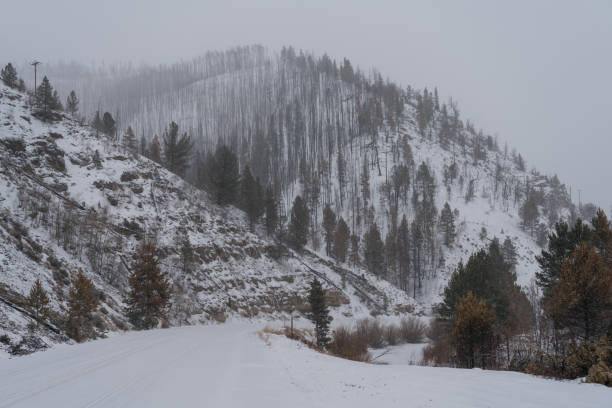 Damage from the East Troublesome Fire, near Grand Lake, Colorado.