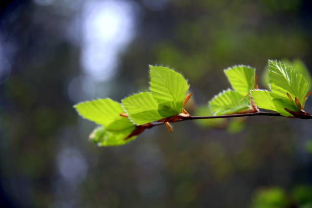 primer plano de nuevas hojas de haya con efecto bokeh - beech leaf isolated leaf new fotografías e imágenes de stock