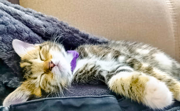 istock Sleeping Norwegian Forest (Norsk skogkatt or skaukatt) baby cat 1293778974
